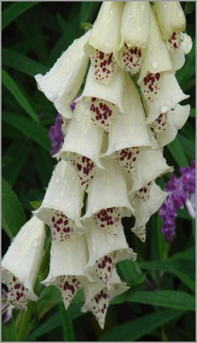 Foxglove